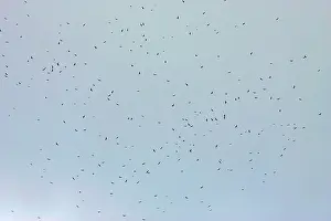 Platypterus: Broad-winged Hawk