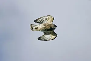 Platypterus: Broad-winged Hawk