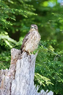Platypterus: Broad-winged Hawk