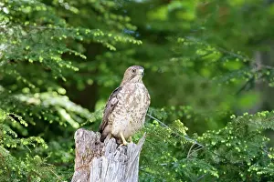 Platypterus: Broad-winged Hawk