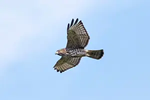 Platypterus: Broad-winged Hawk
