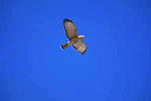 Platypterus: Broad-winged Hawk - Juvenile, in flight