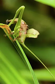 Katydid: Broad-winged Katydid nymph camouflaged