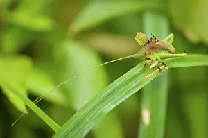 Katydid: Broad-winged Katydid nymph camouflaged