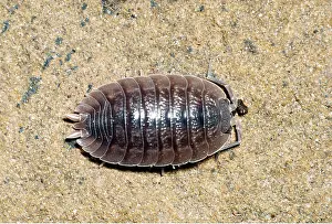 Ailsa Hopkin: BROAD WOODLOUSE