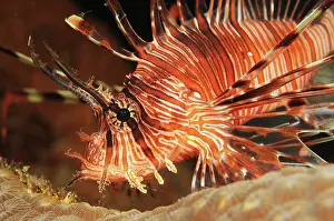 Firefish: Broadbarred Firefish