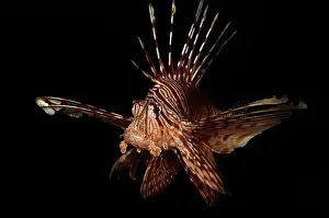 Firefish: Broadbarred Firefish