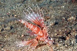 Firefish: Broadbarred Firefish