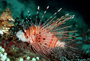 Napoleon: Broadbarred Firefish