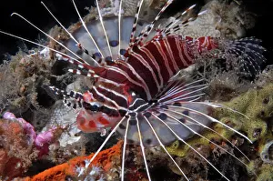 Firefish: Broadbarred firefish (Pterois antennata) spreads