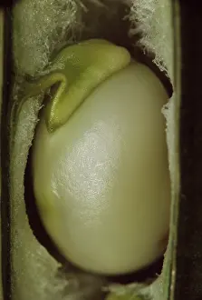 Erotic: Broadbean