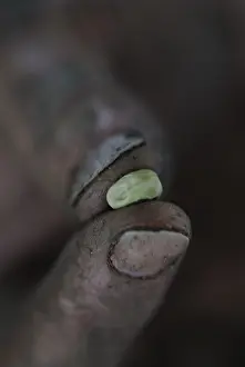 Faba: Broadbean
