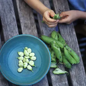 Preparing: Broadbean