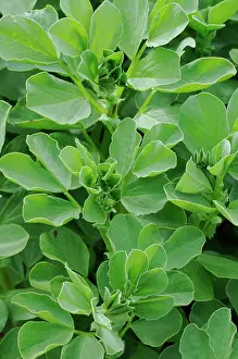 Manure: Broadbean