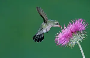 Pollinate: Broadbill Hummingbird feeding at flower