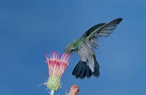 Pollinate: Broadbill Hummingbird feeding at flower