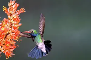Broadbill: Broadbilled Hummingbird