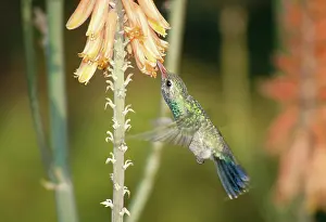 Pollinate: Broadbilled Hummingbird at flower