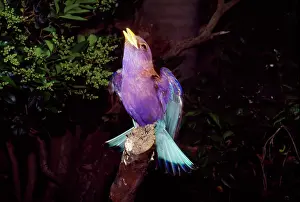Broadbilled: Broadbilled Roller