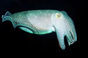 Broadclub: Broadclub / broad club cuttlefish