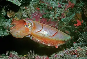 Broadclub: Broadclub / broad club cuttlefish - This cuttlefish