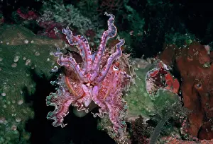 Broadclub: Broadclub / broad club cuttlefish - This cuttlefish