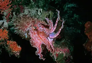 Broadclub: Broadclub / broad club cuttlefish - This cuttlefish