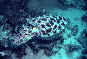Broadclub: Broadclub / broad club cuttlefish - This cuttlefish