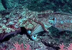 Broadclub: Broadclub / broad club cuttlefish - Cuttlefish