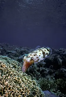 Cuttle: Broadclub / broad club cuttlefish - Female laying