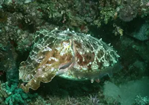Cuttlefishes: Broadclub Cuttlefish
