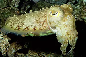 Broadclub: Broadclub Cuttlefish