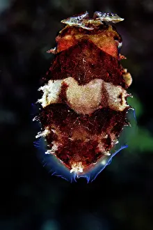 Broadclub: Broadclub Cuttlefish