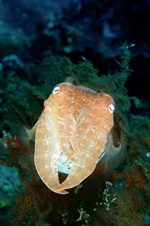 Napoleon: Broadclub Cuttlefish