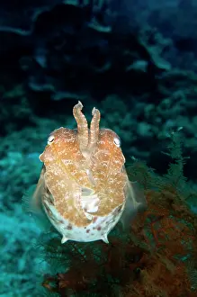 Napoleon: Broadclub Cuttlefish