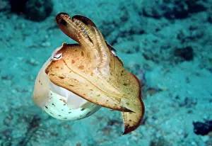 Napoleon: Broadclub Cuttlefish