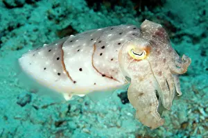 Napoleon: Broadclub Cuttlefish
