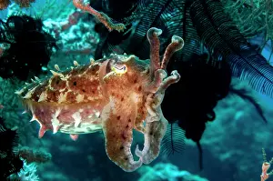Regrowth: Broadclub Cuttlefish
