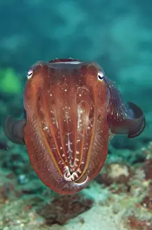 Broadclub: Broadclub Cuttlefish