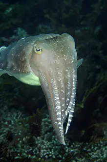 Broadclub: Broadclub Cuttlefish