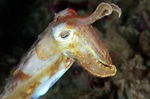 Sucker: Broadclub Cuttlefish