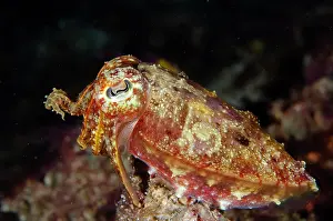 Cuttle: Broadclub Cuttlefish