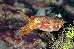 Cuttle: Broadclub Cuttlefish