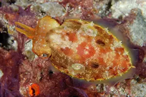 Cuttle: Broadclub Cuttlefish