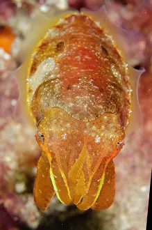 Cuttle: Broadclub Cuttlefish