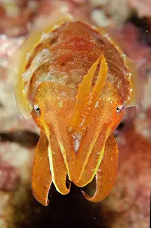 Cuttle: Broadclub Cuttlefish