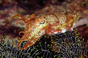 Cuttle: Broadclub Cuttlefish