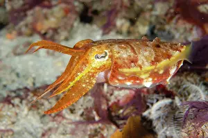 Cuttle: Broadclub Cuttlefish