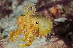 Tentacle: Broadclub Cuttlefish