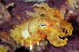 Tentacle: Broadclub Cuttlefish
